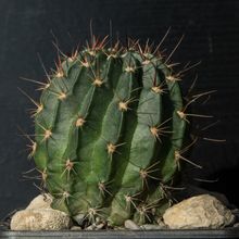 Una foto de Echinopsis marsoneri