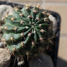 Una foto de Echinopsis marsoneri