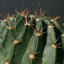 Una foto de Echinopsis marsoneri