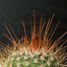 A photo of Mammillaria rekoi