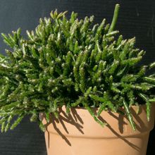 A photo of Rhipsalis cereuscula