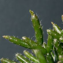 A photo of Rhipsalis cereuscula