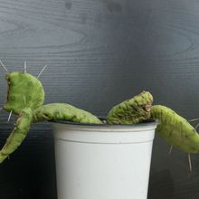 A photo of Opuntia humifusa var. humifusa