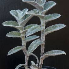 Una foto de Tradescantia sillamontana