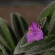 Una foto de Tradescantia sillamontana