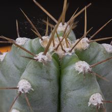 A photo of Cereus forbesii f. spiraliforme