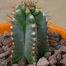 A photo of Cereus forbesii f. spiraliforme