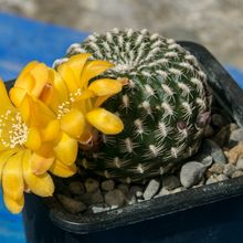 A photo of Sulcorebutia arenacea