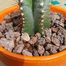 A photo of Cereus forbesii f. spiraliforme