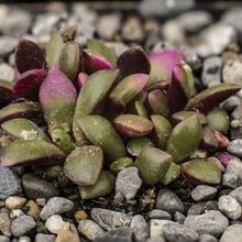 A photo of Anacampseros telephiastrum fma. variegada