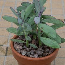 A photo of Senecio crassissimus