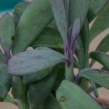 A photo of Senecio crassissimus