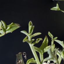 A photo of Senecio articulatus
