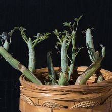 A photo of Senecio articulatus