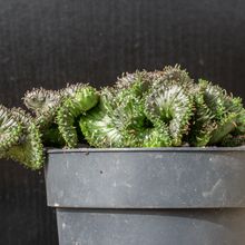 Foto de un cactus que se está identificando actualmente