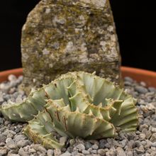 A photo of Euphorbia lactea fma. crestada