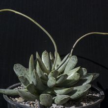 Una foto de Adromischus umbraticola  