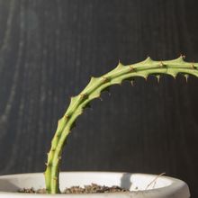 Foto de un cactus que se está identificando actualmente