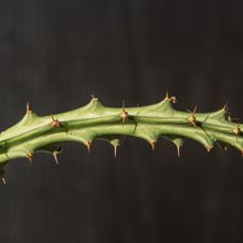 Foto de un cactus que se está identificando actualmente