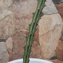 Foto de un cactus que se está identificando actualmente