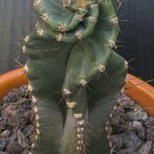 A photo of Cereus forbesii f. spiraliforme