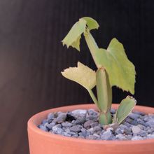 Una foto de Cissus cactiformis