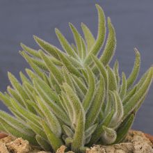 A photo of Crassula mesembryanthemoides