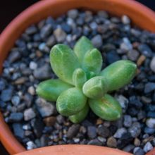 A photo of Pachyphytum compactum