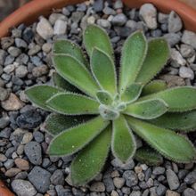 A photo of Echeveria X Set oliver (E. setosa x E. harmsii) (Hibrido)