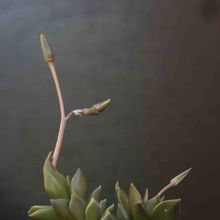 Una foto de Anacampseros rufescens