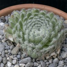 Una foto de Sempervivum ciliosum  