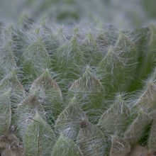 Una foto de Sempervivum ciliosum  