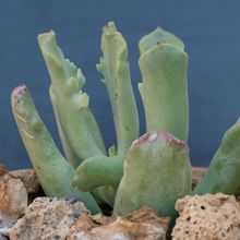 Una foto de Cotyledon orbiculata