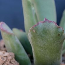 Una foto de Cotyledon orbiculata