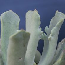 Una foto de Cotyledon orbiculata