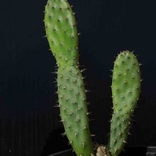 Photo of a cactus currently being identified