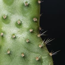 Photo of a cactus currently being identified