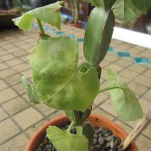 Una foto de Cissus cactiformis