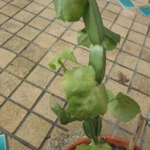 Una foto de Cissus cactiformis