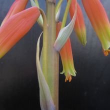 A photo of Aloe humilis  