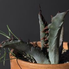 Una foto de Agave salmiana var. ferox