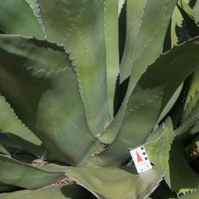 Una foto de Agave salmiana var. ferox