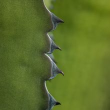 Una foto de Agave salmiana var. ferox