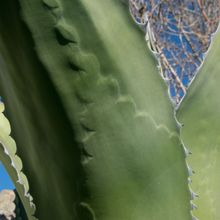 Una foto de Agave salmiana var. ferox