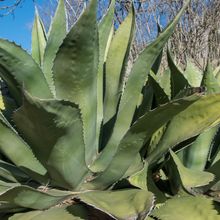 Una foto de Agave salmiana var. ferox