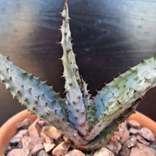 Photo of a cactus currently being identified