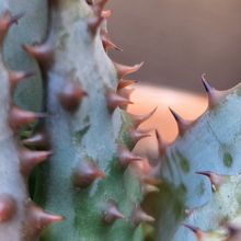 Photo of a cactus currently being identified