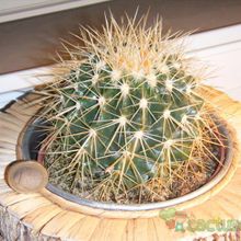 A photo of Echinocactus grusonii