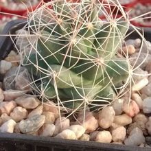 A photo of Mammillaria decipiens ssp. decipiens
