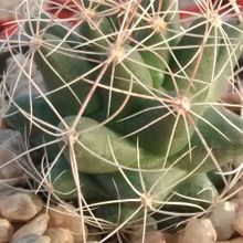A photo of Mammillaria decipiens ssp. decipiens